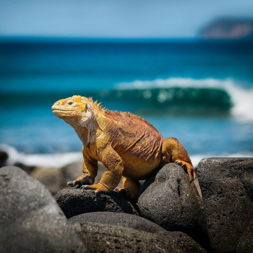 Iguana de las Islas Galápagos tomando el sol sobre una roca.