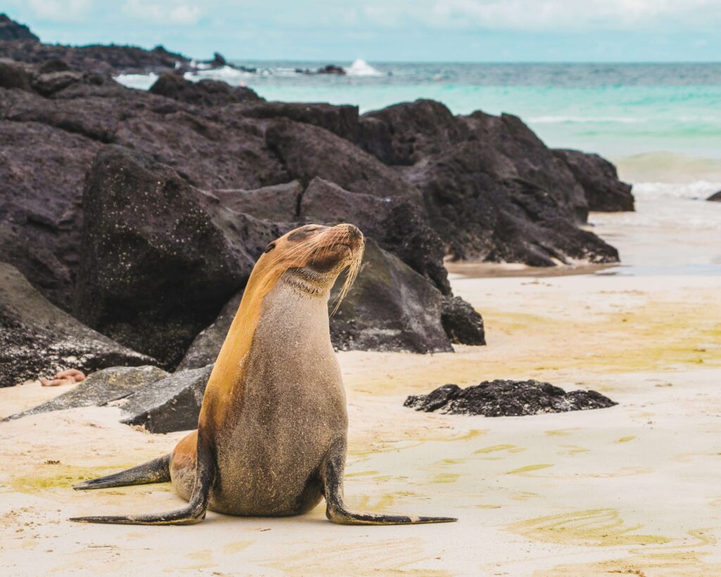 León marino de las islas galápagos sobre la arena.
