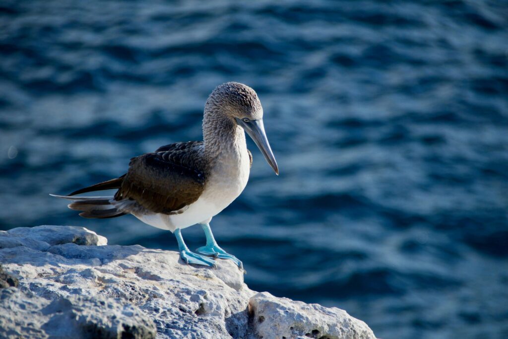 Pájaro bobo Islas Galápagos.