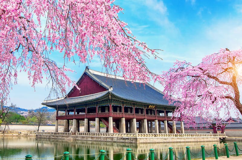 palacio gyeongbokgung flor cerezo primavera seul corea