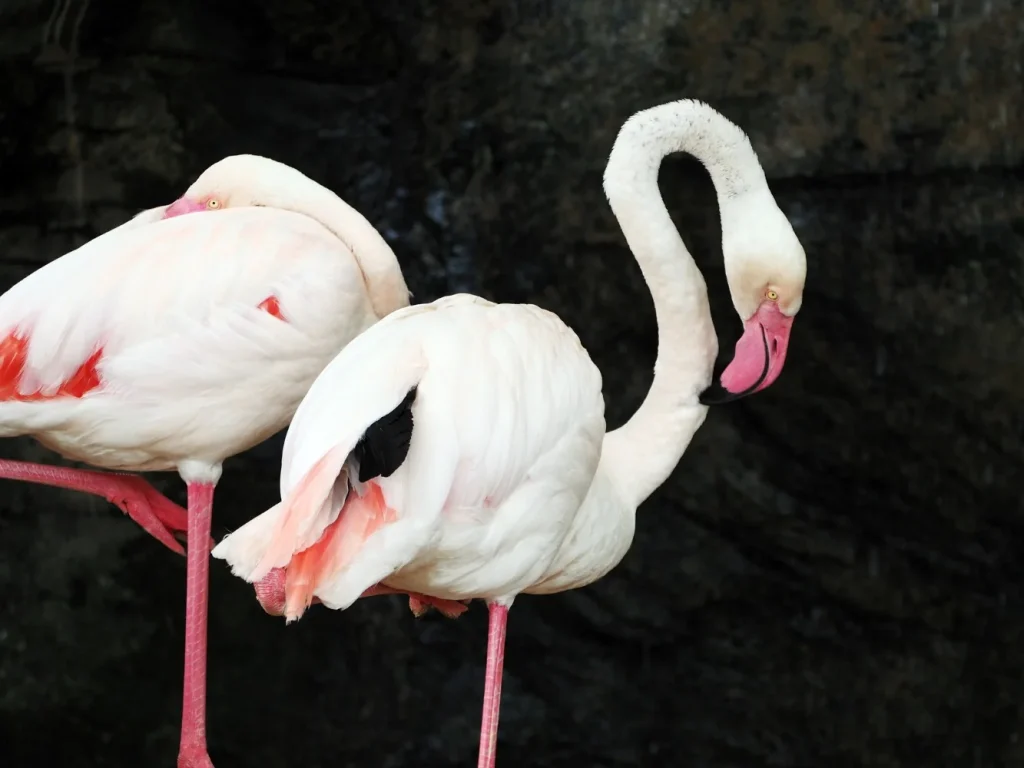 Flamencos australes Flamencos australes